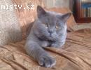 Породистый кот-голубой британец на вязку